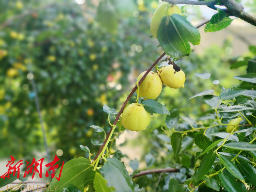 新邵:红枣缀满枝 甜蜜“丰”景美_邵阳头条网